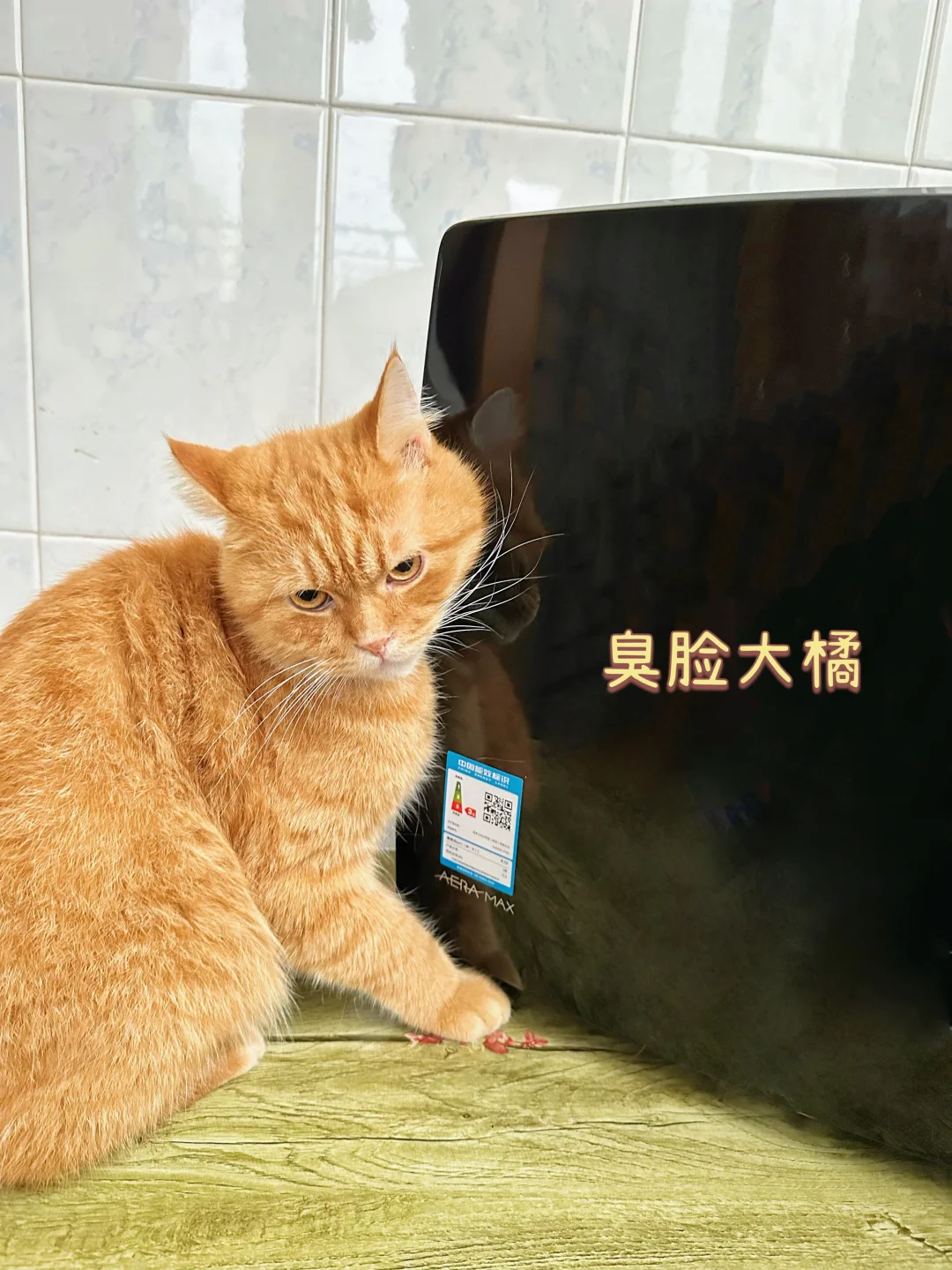 这真是多猫家庭的救星啊