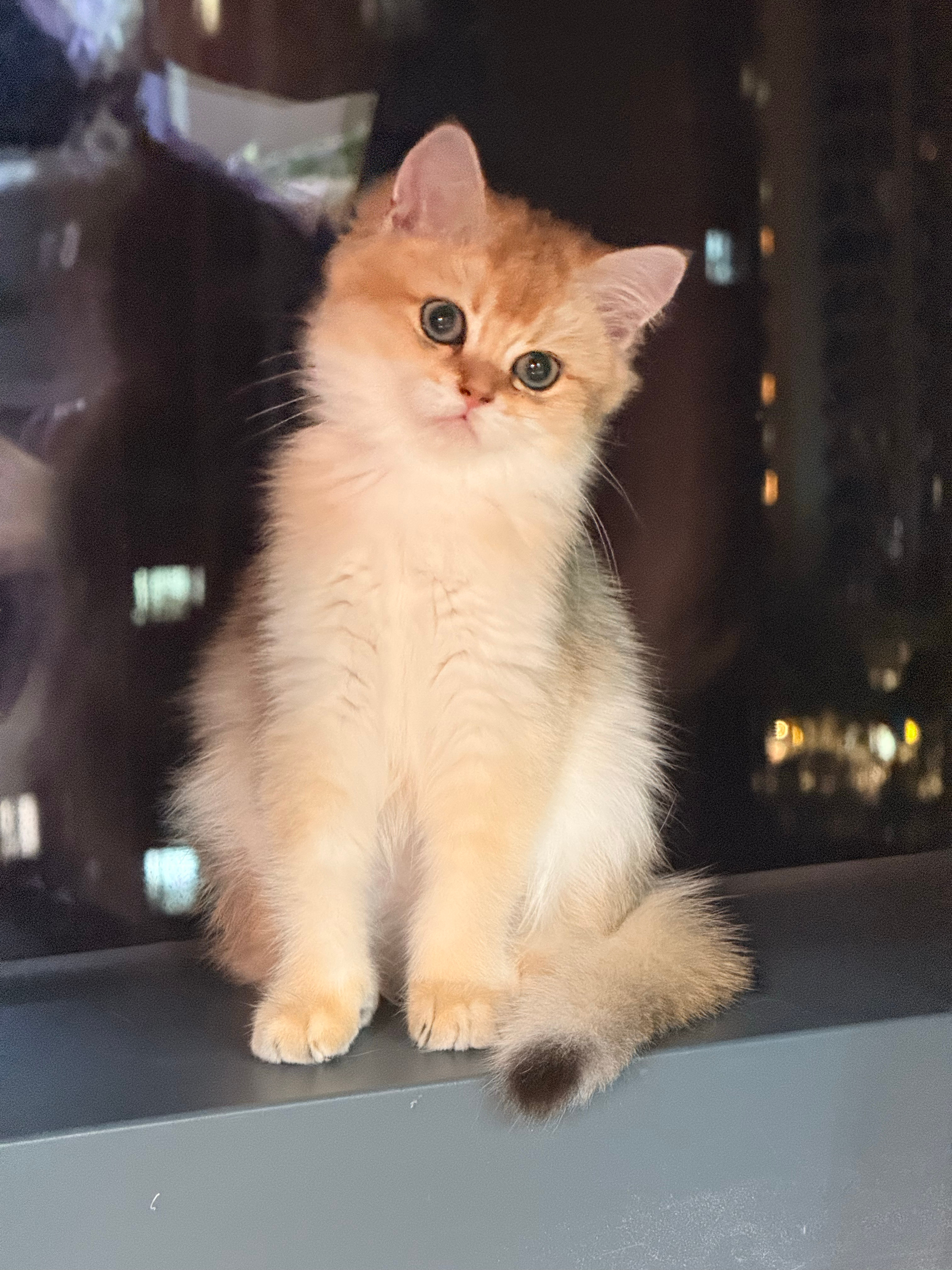 这么可爱的猪咪竟然有两只🥰🥰 