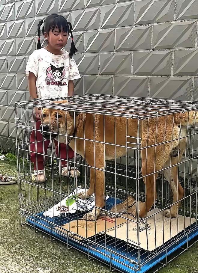 广西桂林，老奶奶1500元卖掉了跟随多年的大黄狗，正当狗贩子把大黄关在笼子里准备