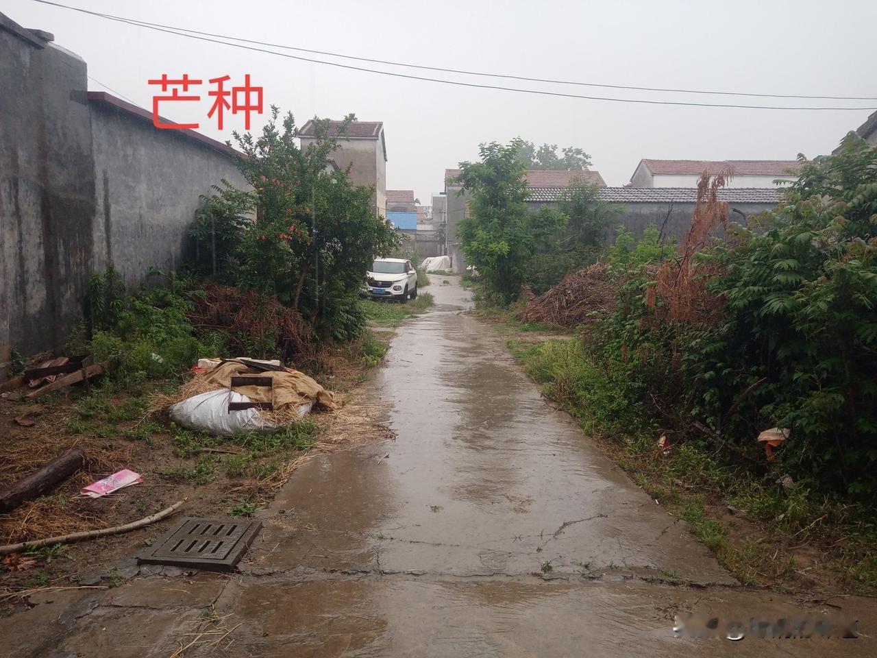 “芒种在午前，六月大雨连；芒种在午后，六月旱死牛”，今年芒种在何时？六月是旱是涝