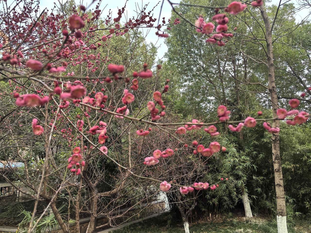 【五律·梅影】
落日照疏条，西窗影自摇。
暗香侵竹户，瘦骨傲云霄。
不借东风力，