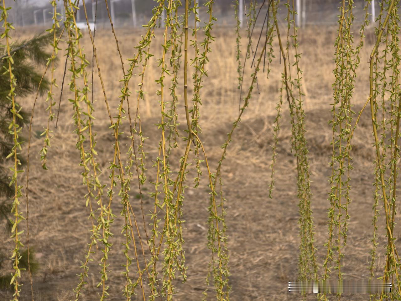 爱情港的鸟落满了树枝。
爱情港是白洋淀不夜城西侧200米左右的一个地方。最早在这