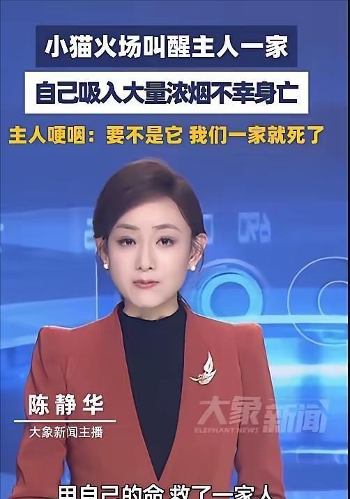 绝世好咪！深圳一只小猫，半夜发现家里起火后没有自己先逃，而是跑到主人房门前不停用