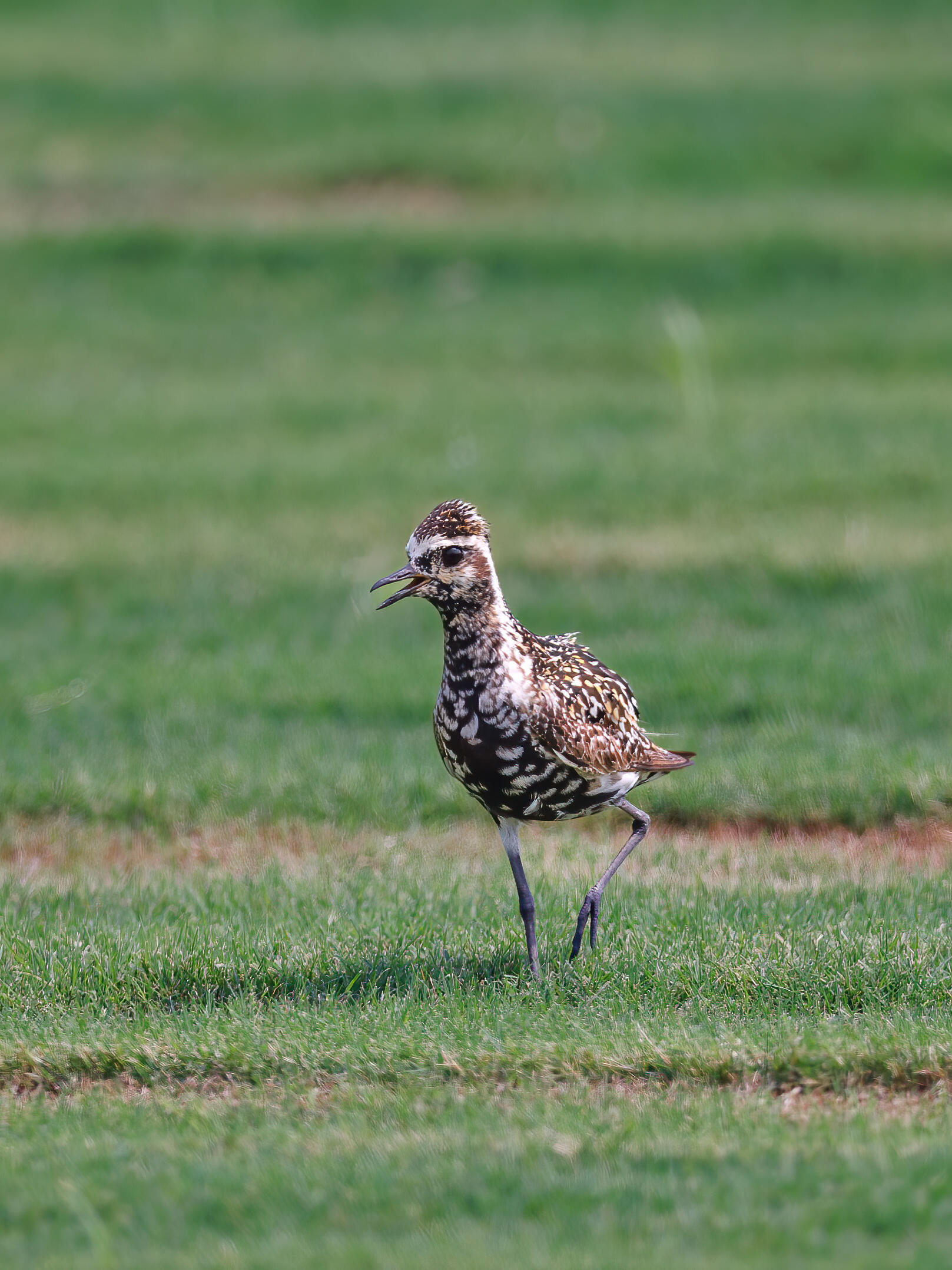 奇妙生物圈专业科普  | 动物科普金斑鸻：身披“黄金战甲”的迁徙勇士✨ 在鸟类的