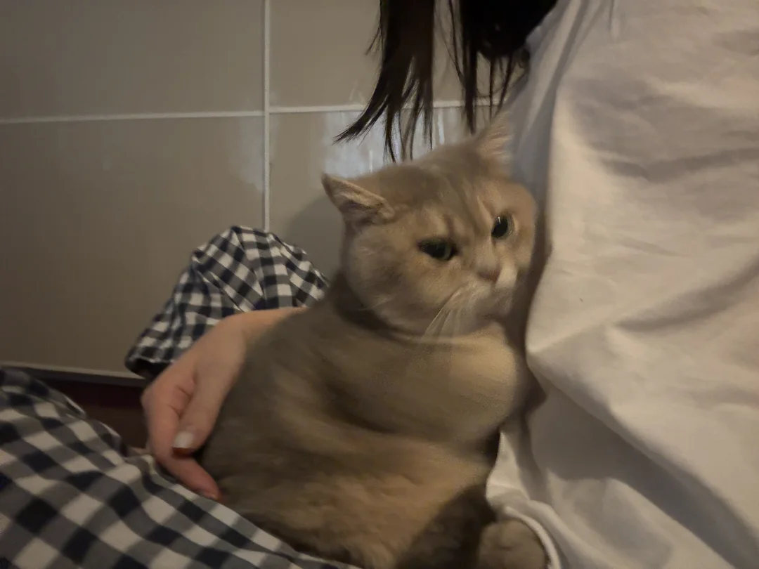 是超爱抱抱的大宝宝鸭