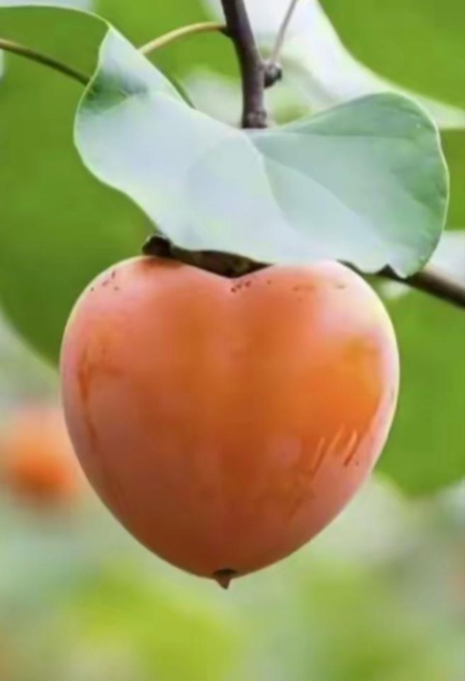 柿子你喜欢吃软的还是脆的中国有句俗话叫专挑软柿子吃，这是几千年中国人的智慧。这说