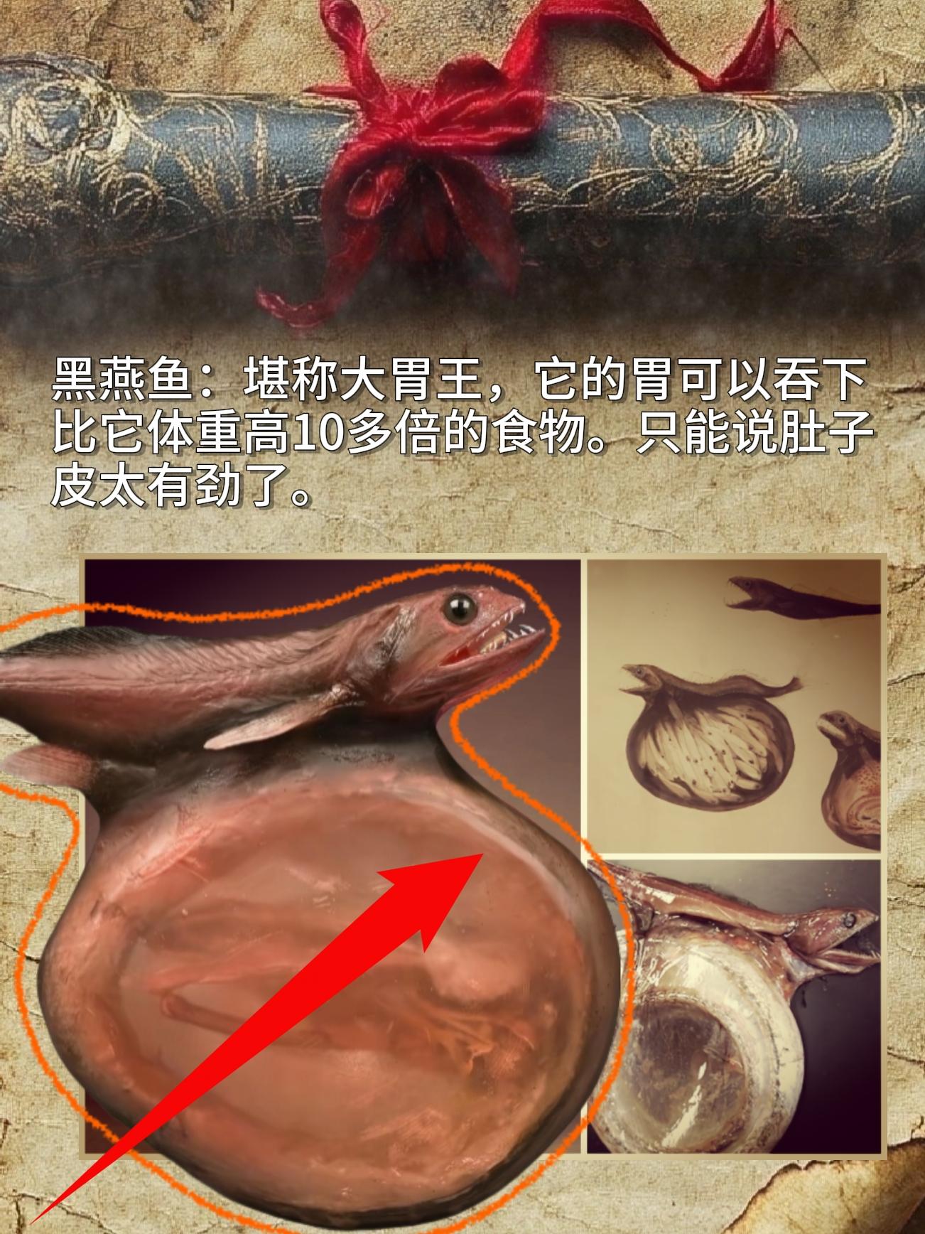黑燕鱼：堪称大胃王，它的胃可以吞下比它体重高10多倍的食物。只能说肚子...