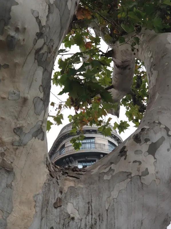 馨漪婉风所作的《七绝•梧桐映月》极具画面感。“月探梧桐影落墙”，月光透过梧桐枝叶