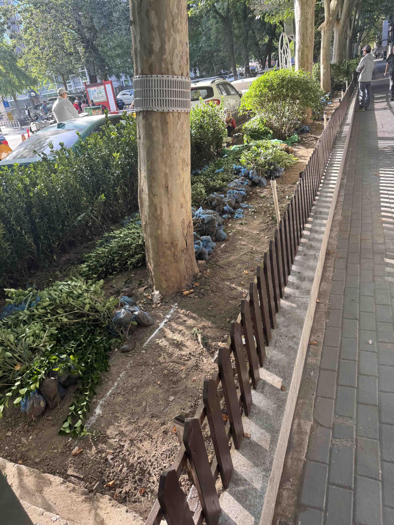 真是一点教训都没有 以前就是灌木丛，垃圾在里面藏污纳垢，极难清理，打理费尽，且十