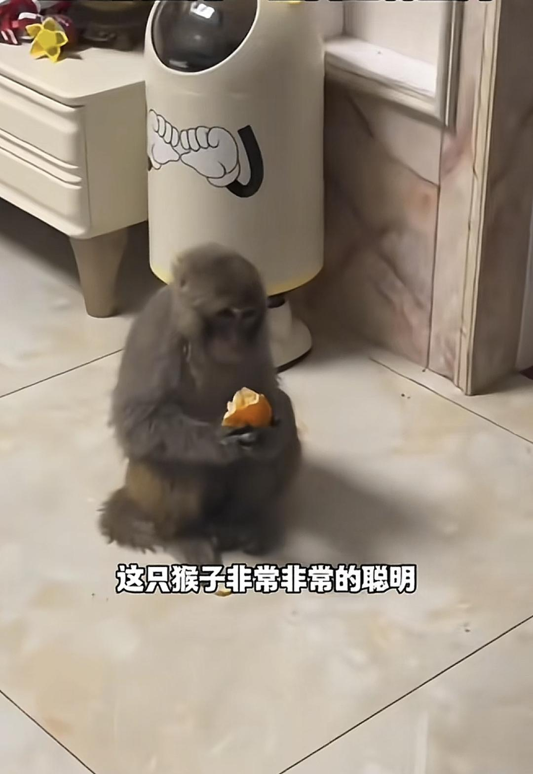 【#猕猴窜入27楼住户家吃橘子被捉#】#当地称窜入住户家中猕猴将被放生#5月12