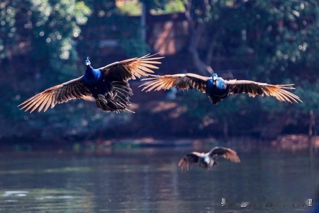 上联：青山藏画意，
下联：绿水蕴诗情。