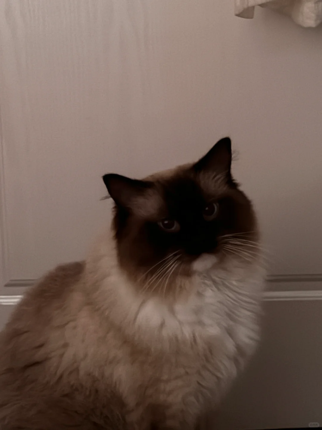 天热了，怎么布偶猪更黑了啊
