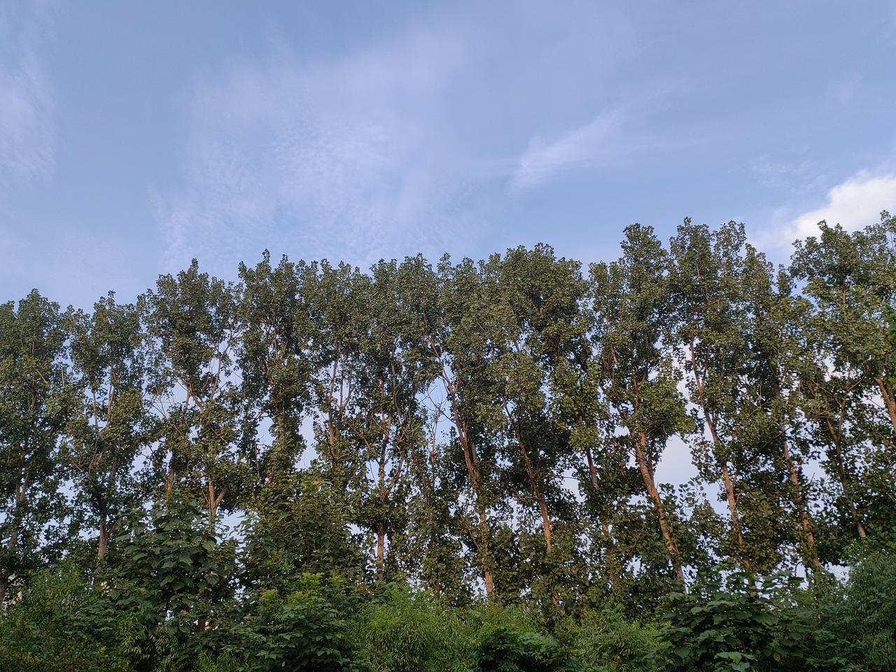 某省1984年时，只有一所本科大学开设法律专业，待到2000年时，全省的专科都有
