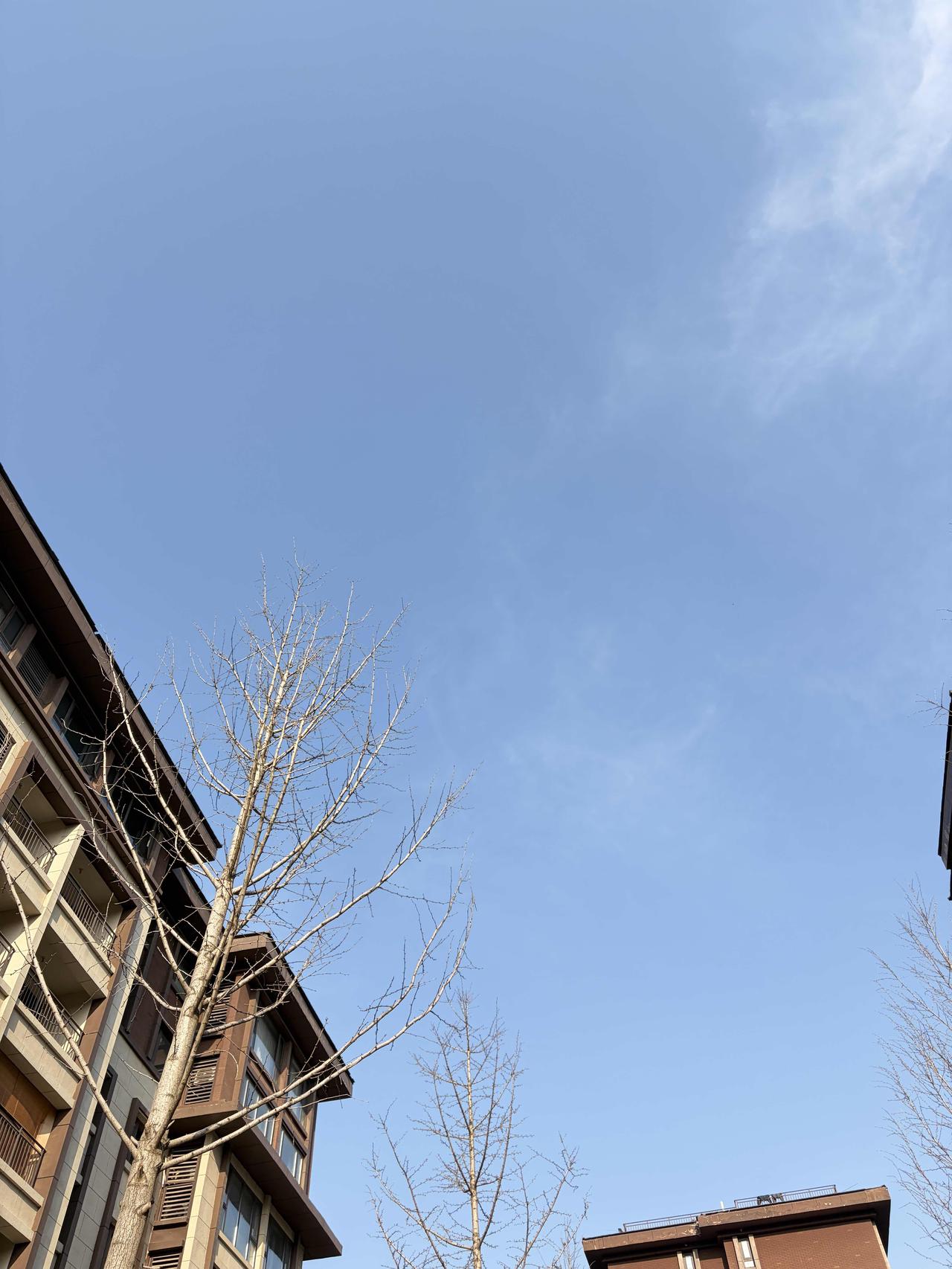 原来春天的温柔，从来都藏在这样抬头就能看见的晴空里。等枝桠再绿些，等风再暖些，日