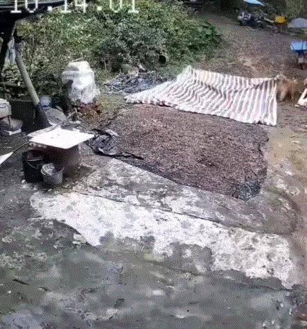 广东，一男子家中院子里晾晒着玉米，可家里无人之际，天空突然阴沉了下来，男子和妻子