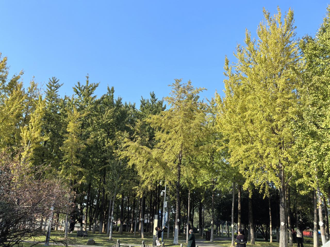 看看我们南方初冬的色彩吧，像调色板一样，绿得生机盎然，红得热烈奔放。