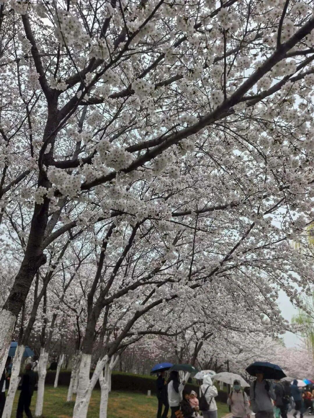 群芳争艳 追逐春光～ 