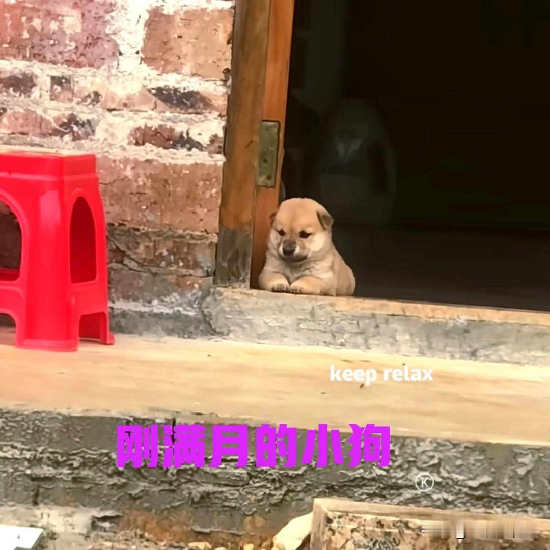昨天去镇上赶集，看见有位老大爷在卖小狗。当时围观的人很多，我也上去凑了个热闹。其