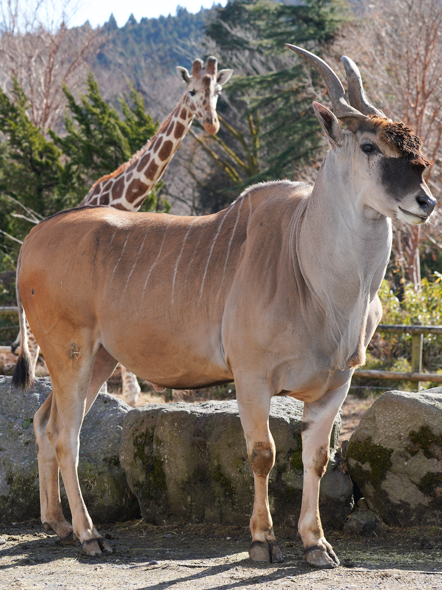 伊兰羚羊（巨羚）英语eland (southern eland）日语イランド（エ