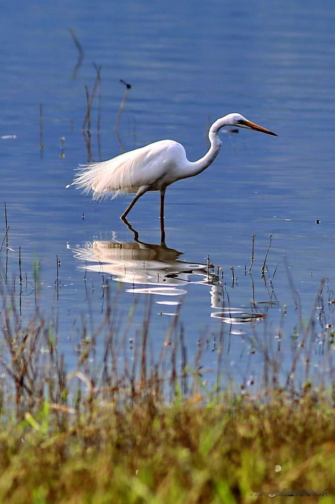 （原创）天涯何处无芳草，宁静以致远。寻一片清新自然天地，能使我们忘却烦恼，寻得内