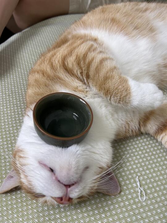 会顶茶杯的潮汕猫～
