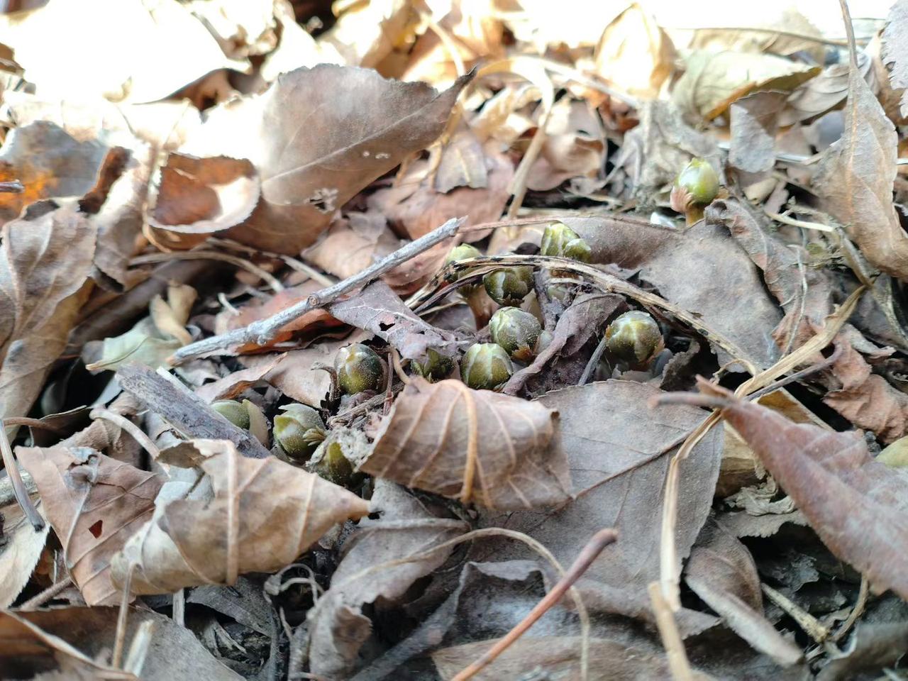 与痛风斗争的历程166
 
   今天早上五点便起了床，迎来正式复工的第一天。起