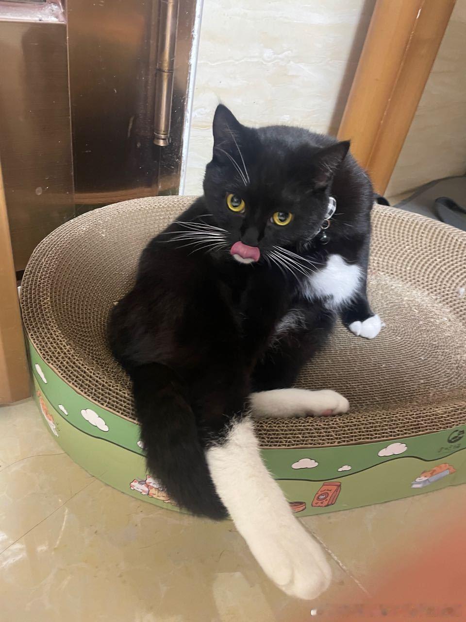 49379【丑猫】咪你怎么背着我偷偷做了丰唇 