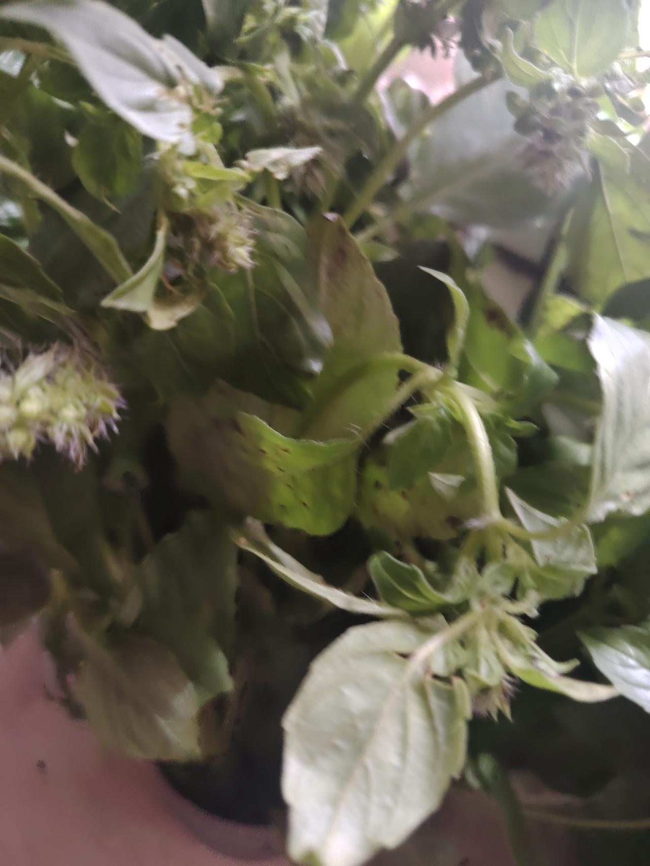 荆芥菜是夏天的美味，凉拌一口，治愈整个燥热盛夏
 
荆芥菜是夏天的美味。调菜凉拌