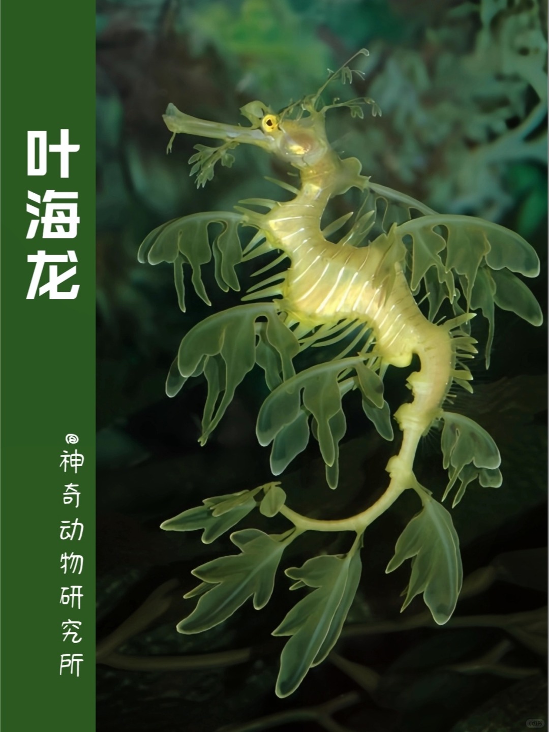 每天了解一种趣味动物👀叶海龙