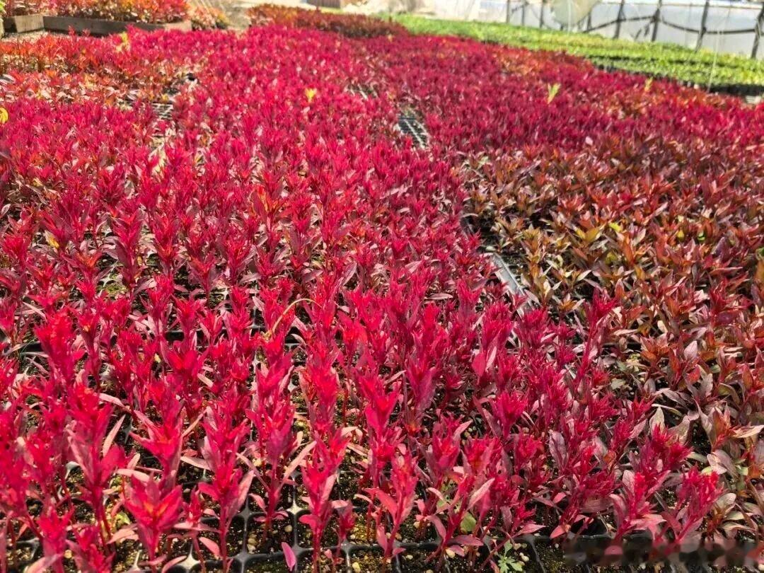 黑龙江网事万千气象看龙江 眼下草木繁茂，山河屯局公司抢抓时节推进花卉育苗与绿化养