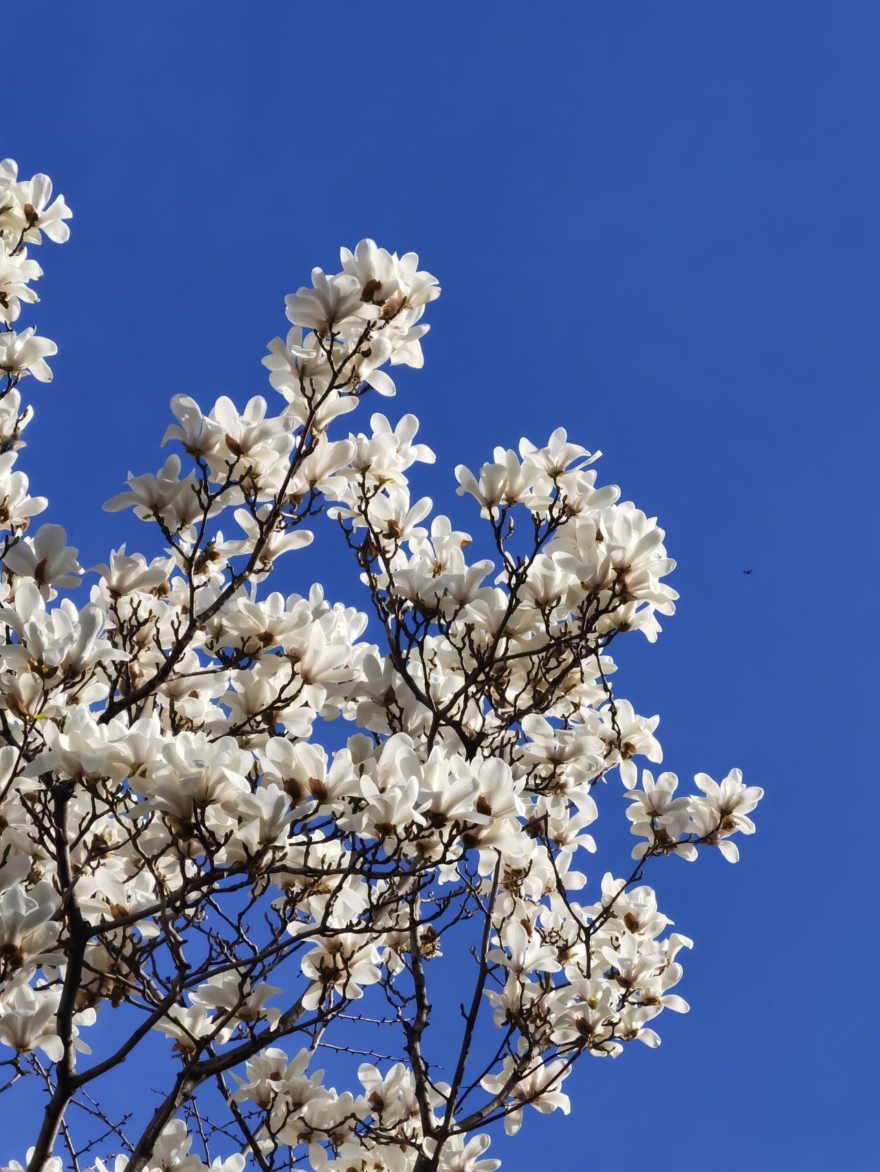 春意正浓，玉兰已经凋谢 可惜石家庄花卉园的玉兰树太高了，拍不到玉兰花近处的美。玉