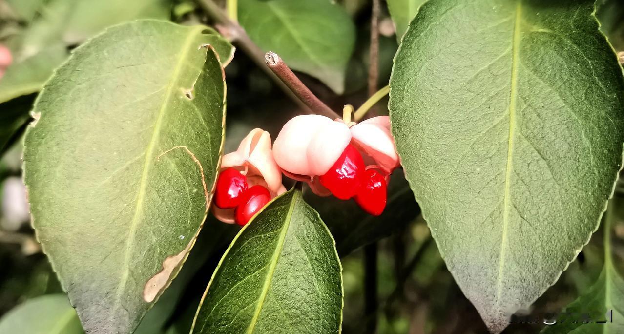 （原创）
秋天 收获的季节
镜头记录生活  秋实