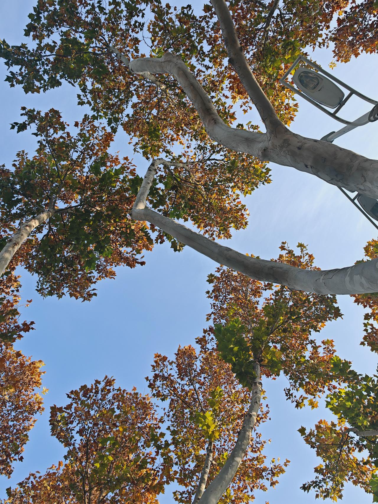 秋叶落尽时，灯火映黄昏。