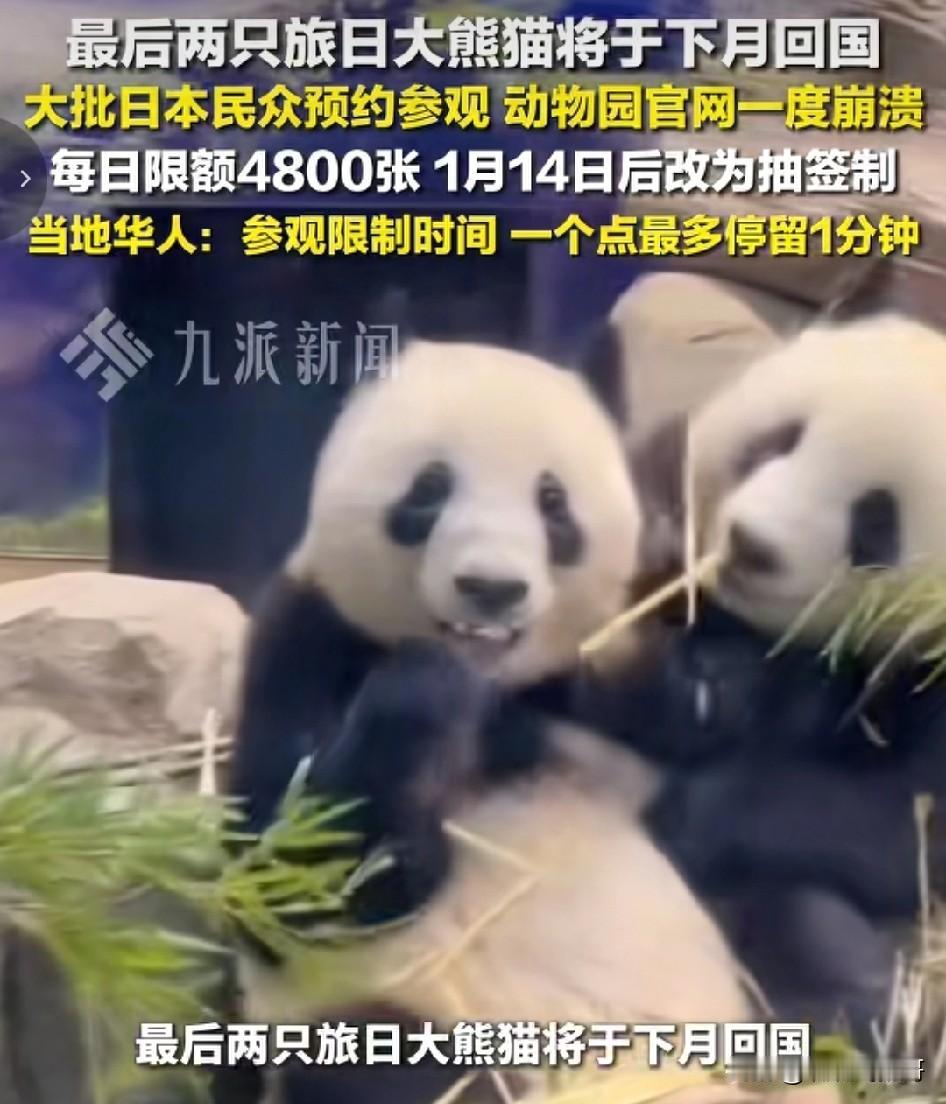 日本在2026年1月以后将再也看不到大熊猫了 ，因为最后一对旅日大熊猫“晓晓”“