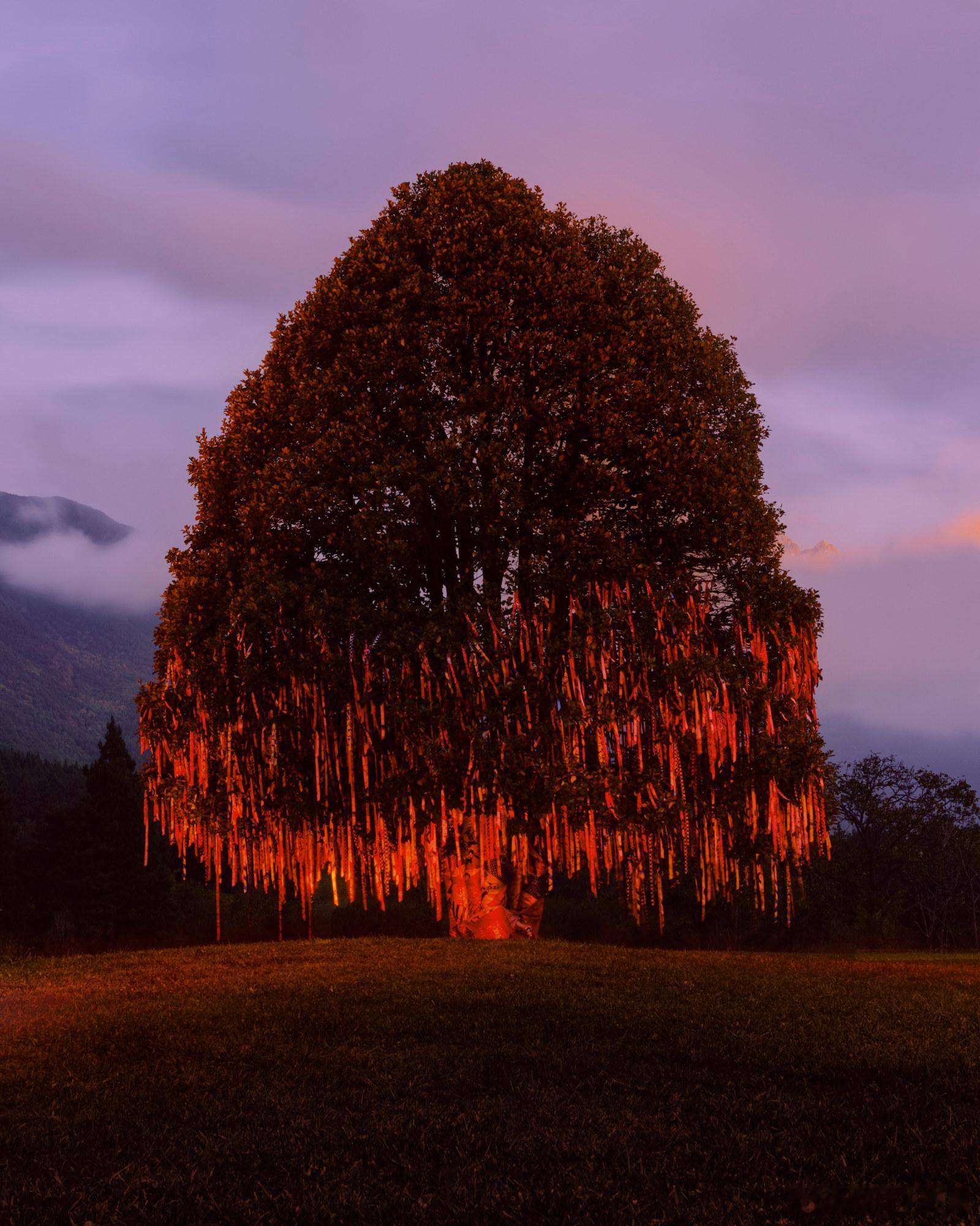 CELINE发布2026新春广告大片，灵感源自许愿树的中国民间传统，一棵装饰着数