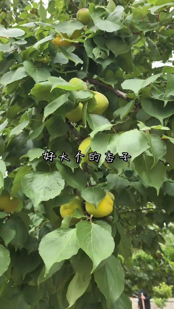好大个的杏子。