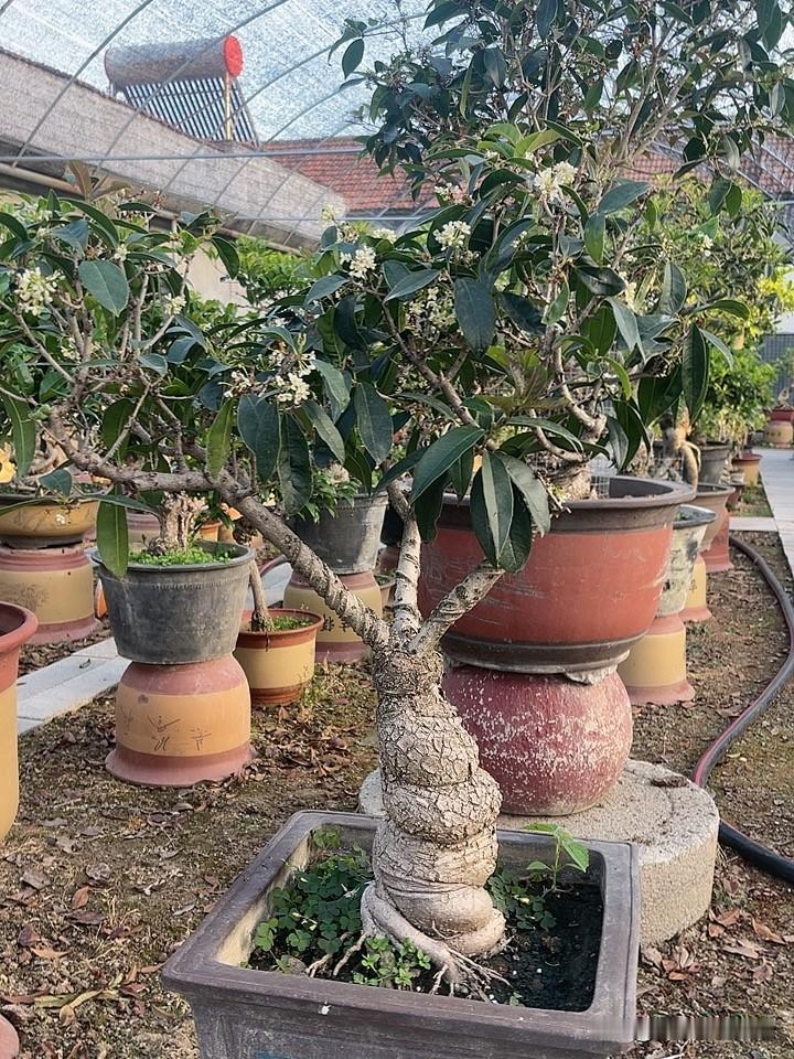 桂花到底能开花到什么时间?四季桂一般从去年秋季开始开花，冬天室温在15度以上开，