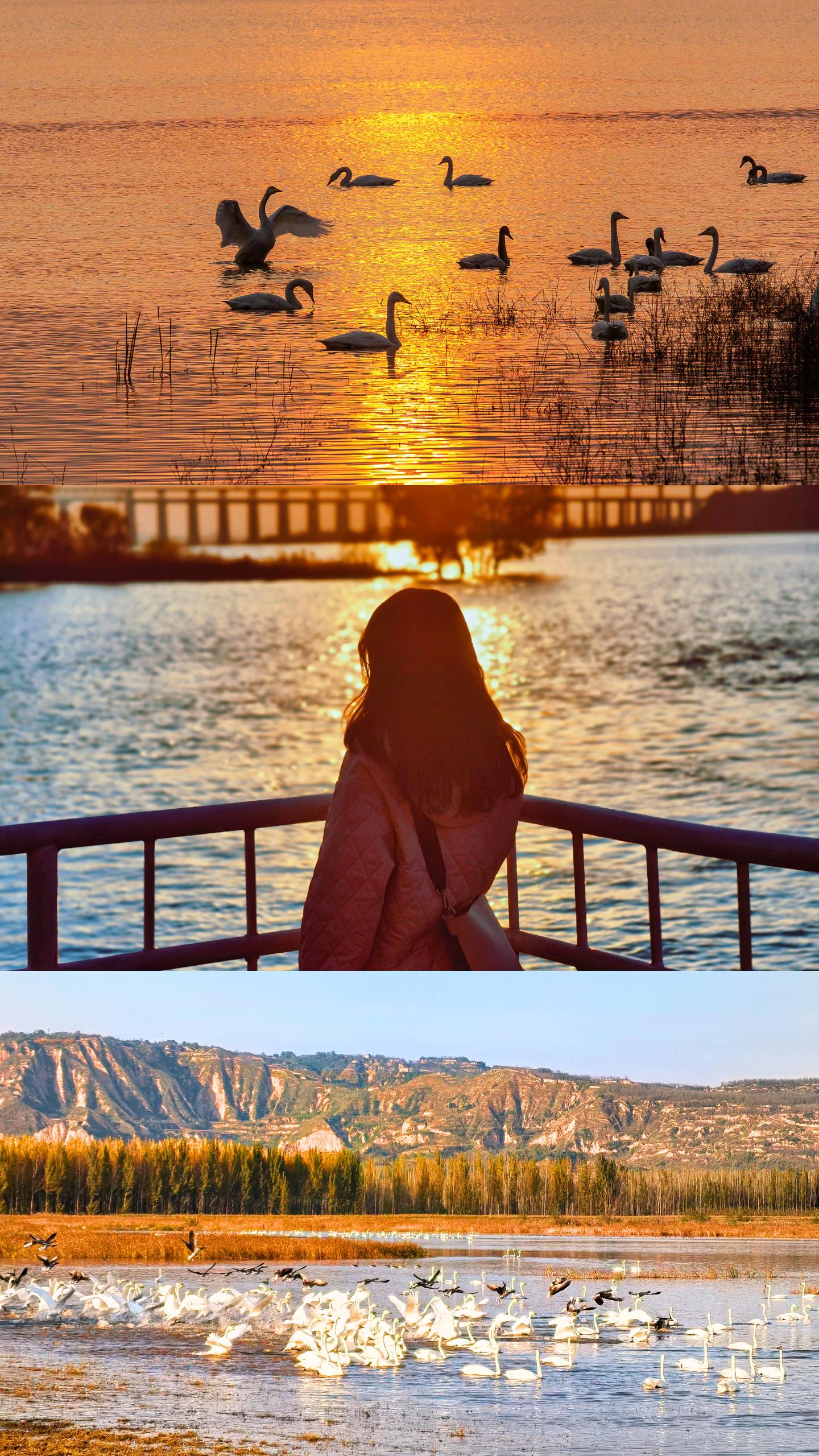 已经过千只，西安出发1h，去三门峡看天鹅。最近上千只天鹅从西伯利亚返回...