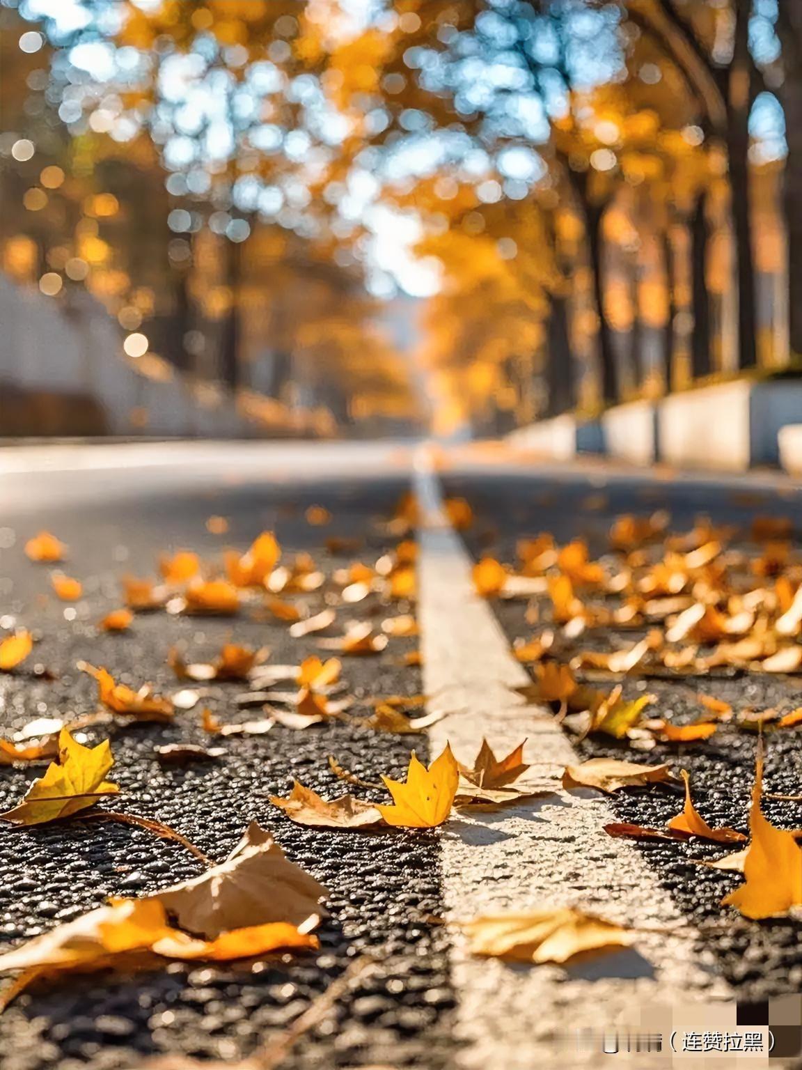 一张图证明秋天来了