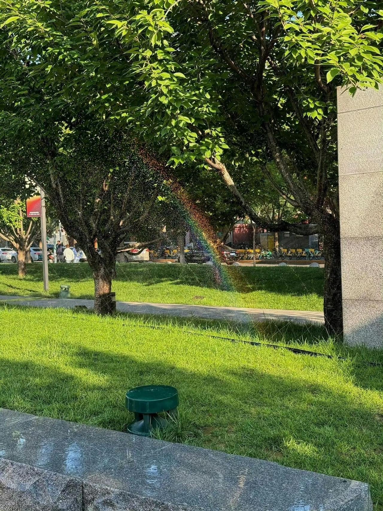 真是亭亭盖矣，喜欢绿色，治愈一切。