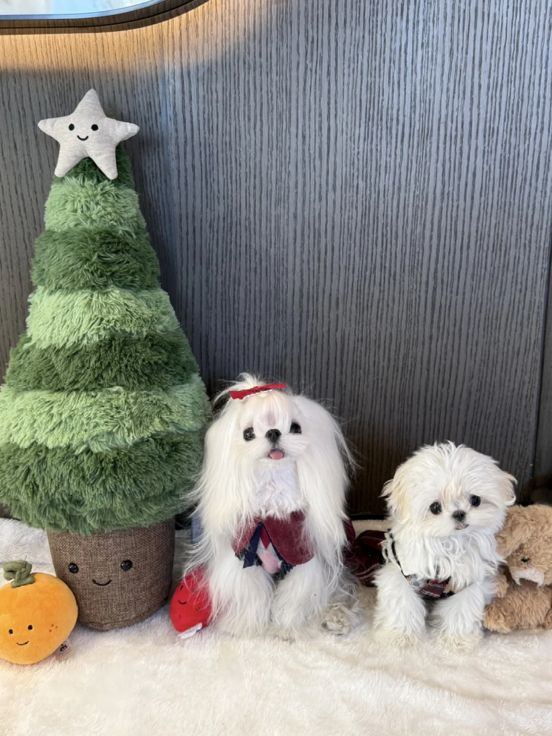 圣诞小狗.🎄.☆.是你喜欢的样子吗🐶