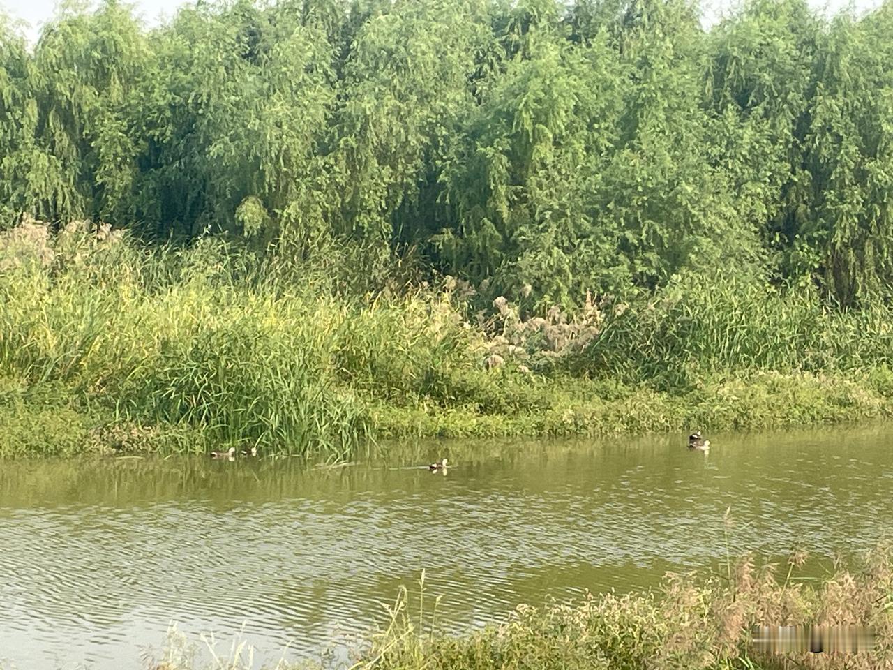 【鹧鸪天•也许金菊不懂秋】
也许金菊不懂秋，同秋斗气把寒留。
一晨露染黄金甲，几