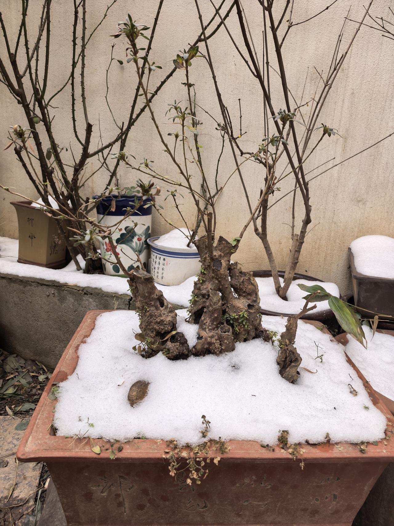 冬日小院，寒冬冰雪中不怕冻的坚强花草，冬天零下5度仍在室外越冬。高山杜鹃花，红枫