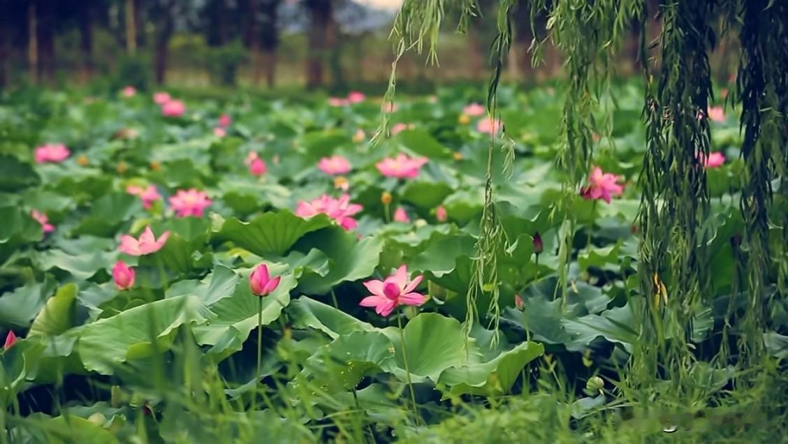 日积月累，终成锋芒
 
一日的坚持看似渺小，背书、练字、沉淀学识或是打磨本领，点