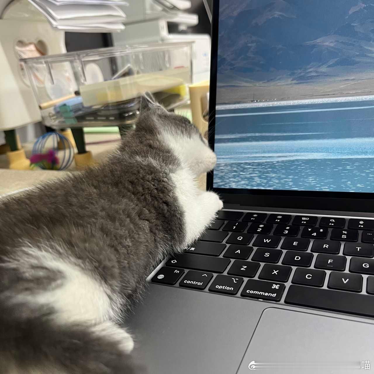 49396【心灵丑】打扰人类工作