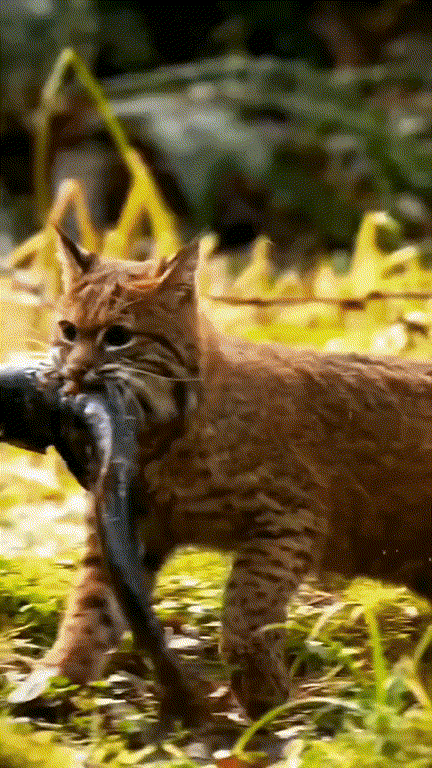 猫咪叼着鱼，真威风！这就是野生猫咪的捕猎技能。真不容易。