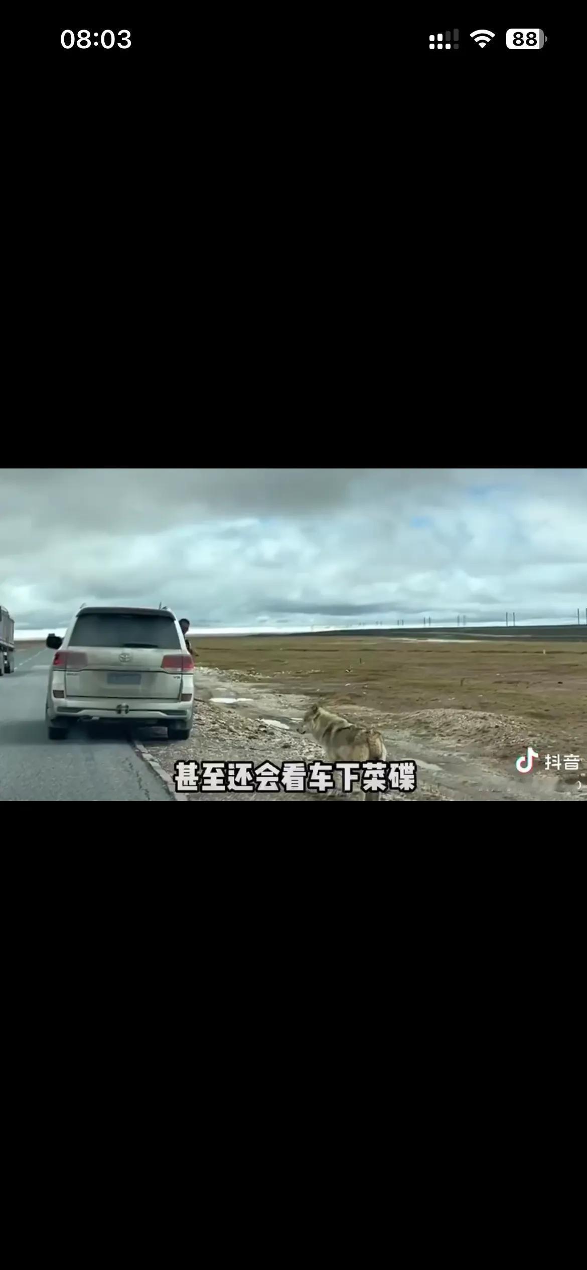 可可西里的网红狼已经变化成狗了，真的是形势比狗强，为了生存，狼也变成了狗。如果没