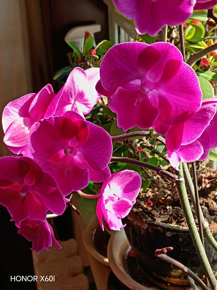 相声泰斗的亲孙女甩手离开郭德纲的场子跑到曹云金手底下当个报幕员。这事听着疯癫其实