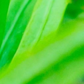 种植 ☘️罗汉松的浇水方法和注意事项1.浇水方法：罗汉松不怕干，但是也不喜欢过于