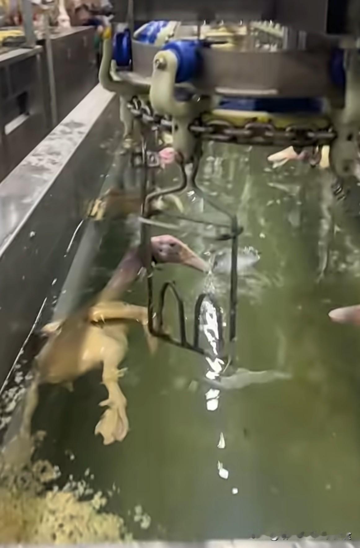 鸭子万万没想到以这种方式下一次水，活的时候没下过水，死了才洗一次澡[汗]
   